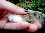 怎么训练俄罗斯蓝猫和你握手 猫猫握手训练视频
